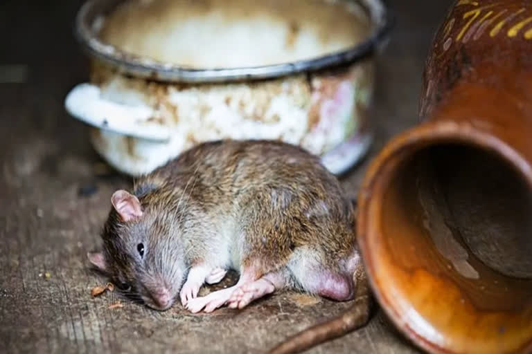 A rat's post-mortem in UP could land a man in jail