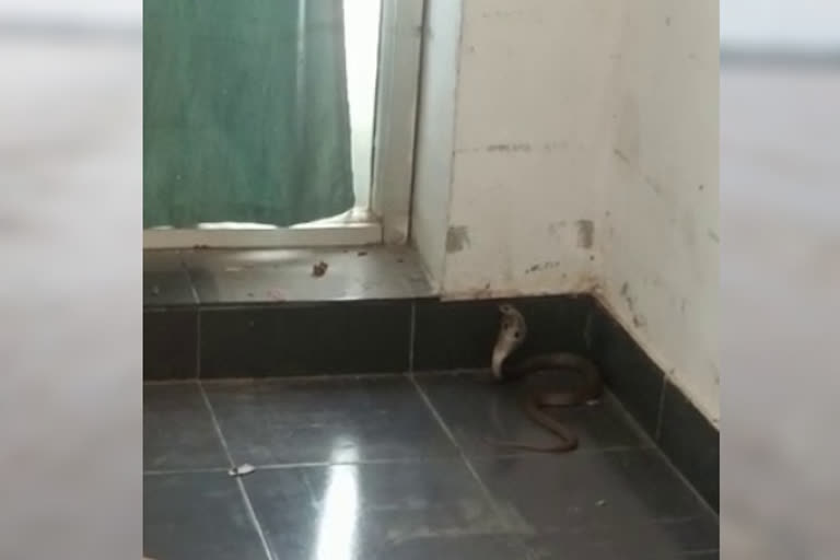 snake entered a petrol bunk