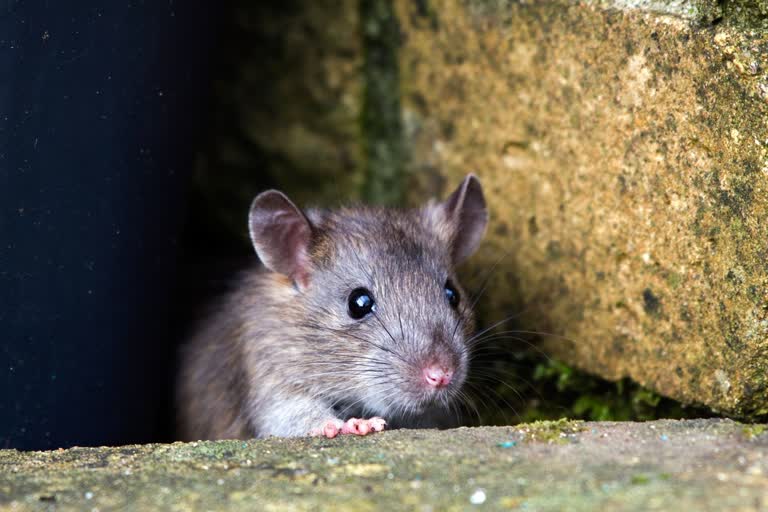 FIR on rat killing  Rat killing case in Bareilly  ബറേലിയിൽ എലിയെ കൊന്ന കേസ്‌  Postmortem report of Rat killing case in Bareilly  Rat killing case in Bareilly  യുപിയിൽ എലിയെ കൊന്നതിന് യുവാവിനെതിരെ കേസ്  എലി