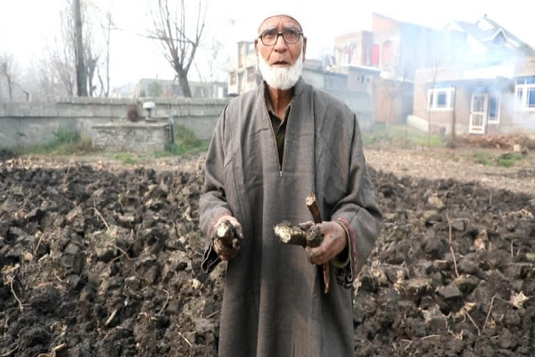 'Plantation chacha' grows lotus stems in ground in Srinagar, says more palatable than water-grown ones