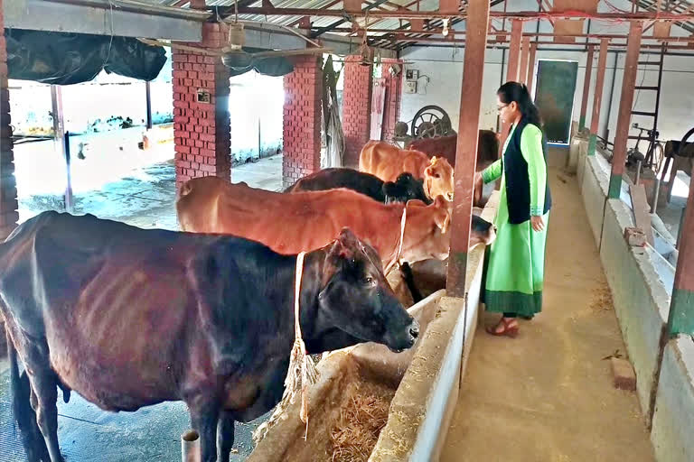 Scientifically Dairy Display Unit Established in Nahan