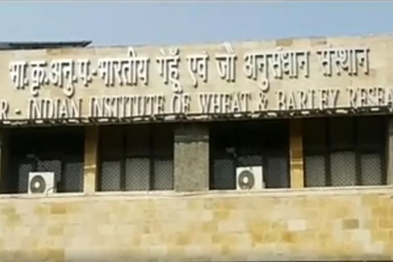 Karnal National Institute of Wheat and Barley aims to produce 112 million tonnes Wheat