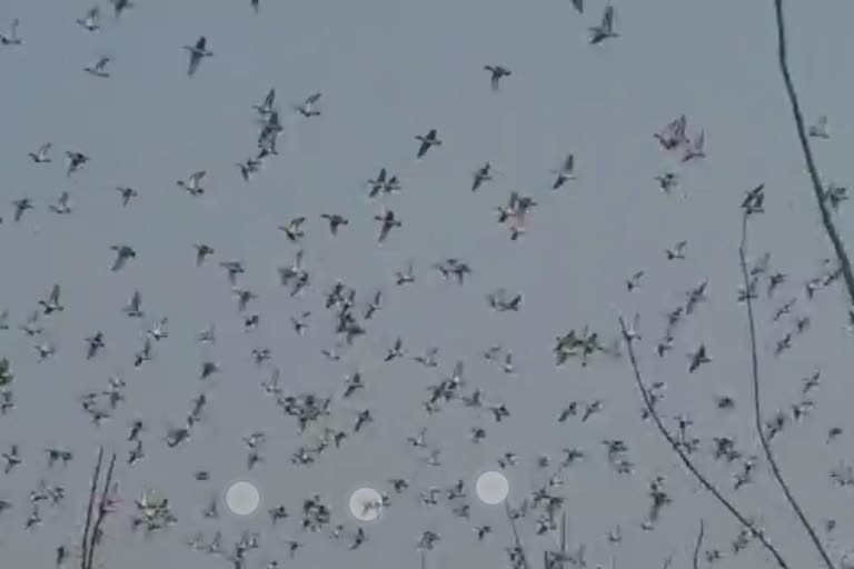 ہیگام آبی پناہ گاہ میں مہمان پرندوں کی آمد شروع