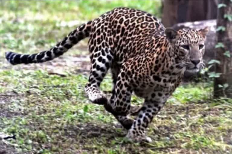 KARNATAKA GOVT HAS ORDERED TO SHOOT LEOPARD