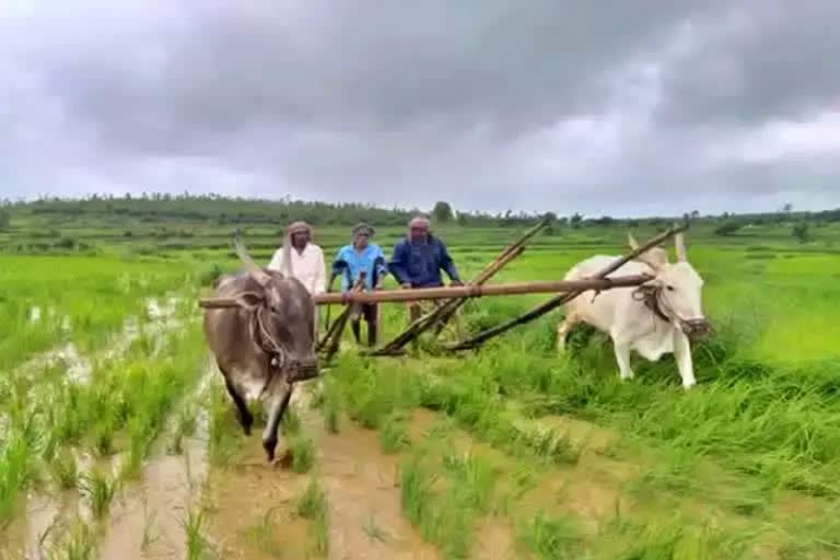 ಕೃಷಿ