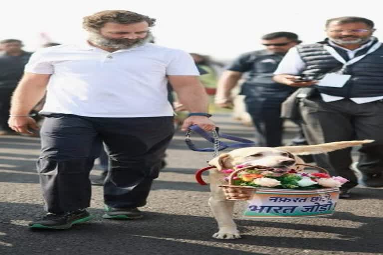 two dogs welcome rahul gandhi in agar