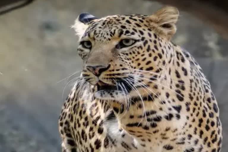 Karnataka Leopard killed young woman shootout order
