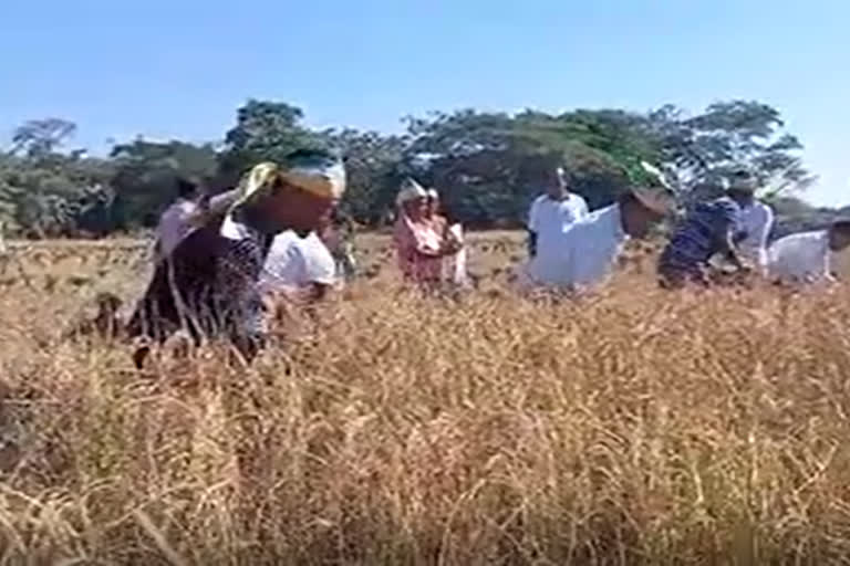 UPPL workers busy in paddy fields