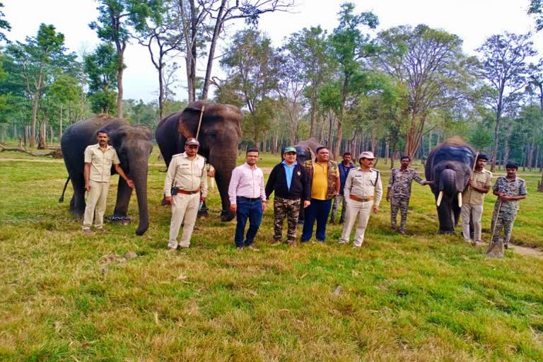 four elephants shifted to satpura tiger reserve