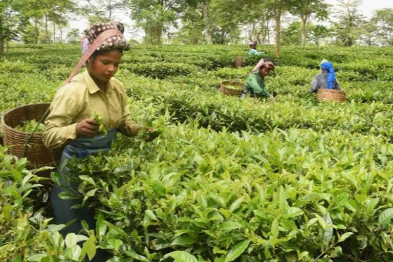 Production of Tea in Assam