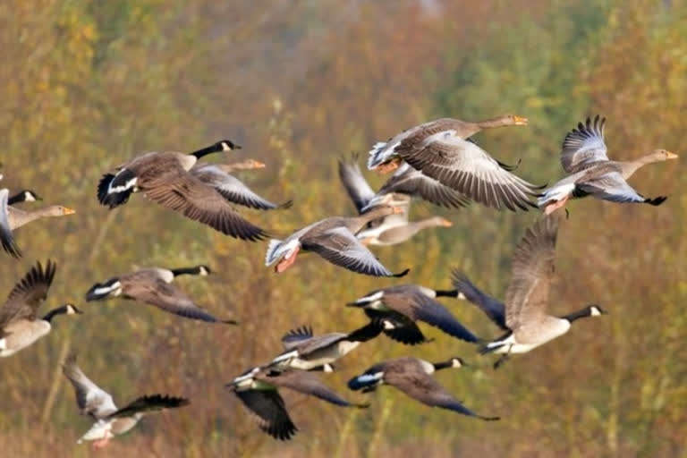 Mercury dips, migratory birds flock to Jharkhand waterbodies