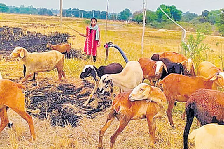 Three shepherd sisters stare at bleak future due to financial constraints