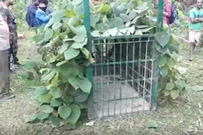 Tiger scare in Samguri