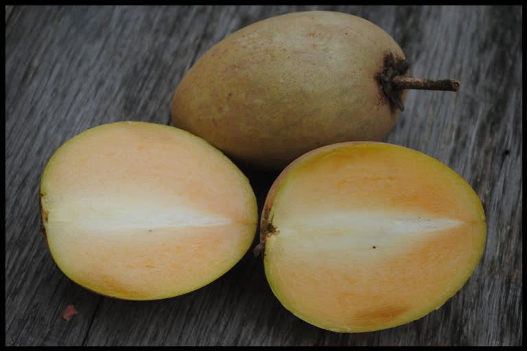 Sapodilla