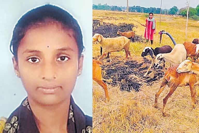 toper Girl herding sheep  herding sheep to no money for further studies  Entrance topper  റാങ്ക് നേടിയ പെണ്‍കുട്ടി ആടുമേയ്‌ക്കുന്നു  തുടര്‍പഠനത്തിന് പണമില്ല  ദൗൽത്തബാദ് കോനൈപ്പള്ളി  ബിഎസ്‌സി ഹോര്‍ട്ടി കള്‍ച്ചര്‍  അഗ്രികള്‍ച്ചര്‍ ഡിപ്ലോമ  ഹോര്‍ട്ടി കള്‍ച്ചറിനായുള്ള എന്‍ട്രന്‍സ് പരീക്ഷ  എന്‍ട്രന്‍സ്  എന്‍ട്രന്‍സ് പരീക്ഷ  Horticultural University  Horticulture