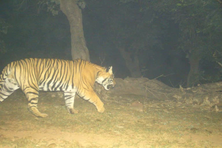 New Tiger spotted in Dholpur Forest