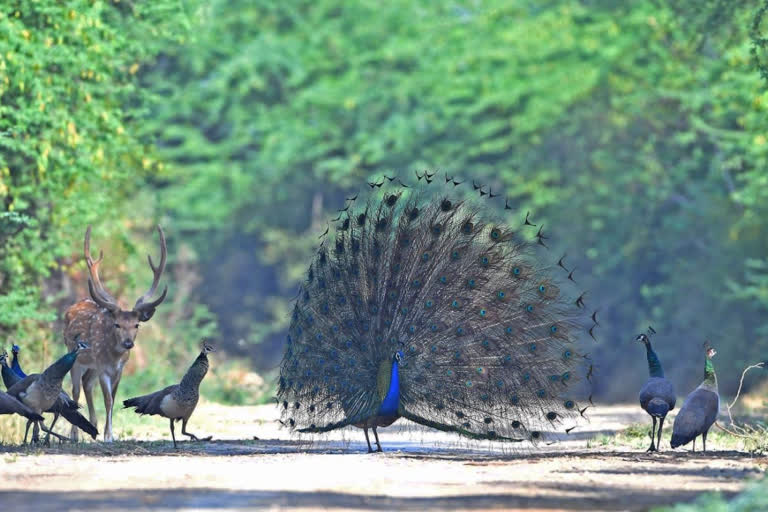 More tourists in winter in Keoladeo National Park, revenue also increased