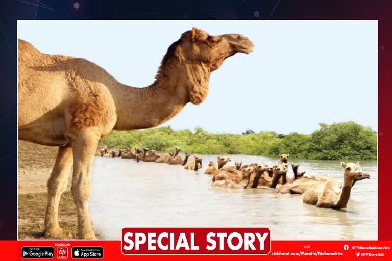 Kharai Camel