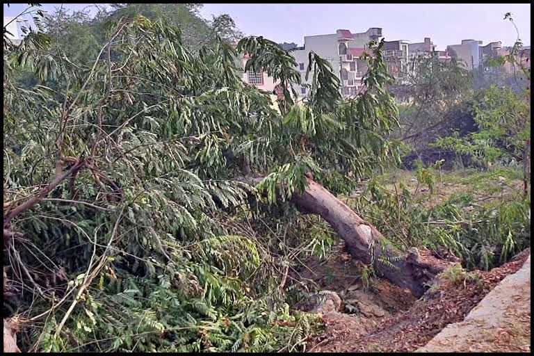 tree cutting case in kaithal