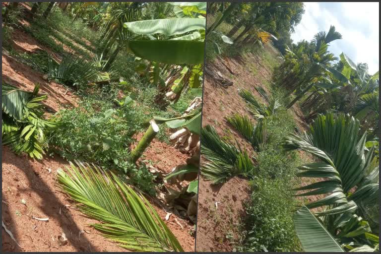 perpetrators cut down areca nut trees in Doddaballapur