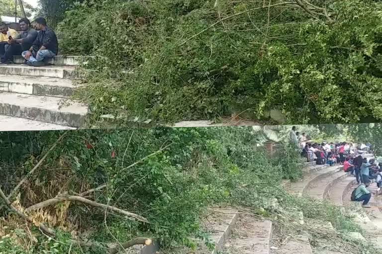 University stadium tree fall down  state school sports festival  tree fell on the gallery during sports festival  kerala latest news  malayalam news  state school sports festival accident  state school sports festival latest news  Three people including a student were injured  സംസ്ഥാന സ്‌കൂൾ കായികോത്സവം  കേരള വാർത്തകൾ  മലയാളം വാർത്തകൾ  കായികോത്സവത്തിനിടെ ഗ്യാലറിയിൽ മരം ഒടിഞ്ഞു വീണു  വിദ്യാർഥിയടക്കം മൂന്ന് പേർക്ക് പരിക്കേറ്റു  ഗ്യാലറിയിൽ മരം ഒടിഞ്ഞു വീണു  സംസ്ഥാന സ്‌കൂൾ കായികോത്സവത്തിനിടെ അപകടം  മന്ത്രി വി ശിവൻകുട്ടി