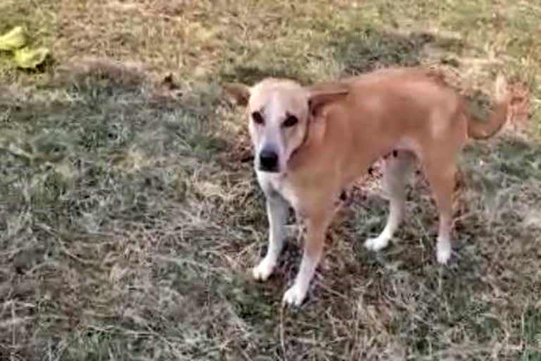 man did unnatural act with dog in indore