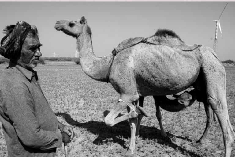 research by IIT mumbai on Endangered species Kharai camel