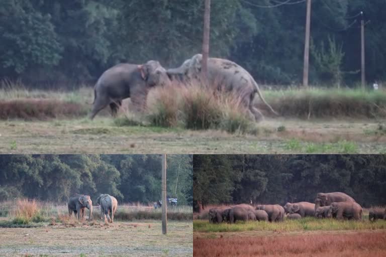 Fierce battle between the two elephants in Nagaon district of Assam  elephant attack in Nagaon district of Assam  wild elephant battle in Nagaon district of Assam  Nagaon district of Assam  കാട്ടാന പേടിയില്‍ അസമിലെ നാഗോണ്‍  അസമിലെ നാഗോണ്‍  ബാമുനി  കണ്ടലി  പതിയാപം  ചാങ്‌ജുറൈ  ടെറ്റെലിസറ  തെലിയാത്തി