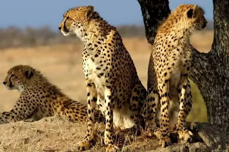 kuno national park south africa cheetahs brought
