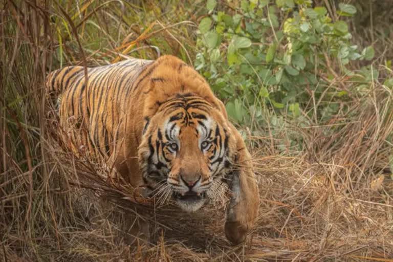 jhabua tiger viral video