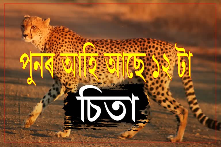kuno-national-park-south-africa-cheetahs-brought-soon-in-sheopur-south-africa-cheetah-came