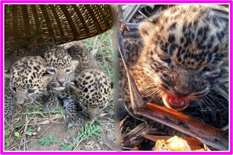 CCTV surveillance on Leopard