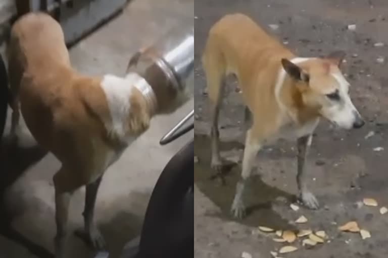 பிளாஸ்டிக் பாட்டிலுக்குள் தலையை விட்டுத் தவித்த நாய் - இளைஞர்கள் பத்திரமாக மீட்ட வீடியோ!