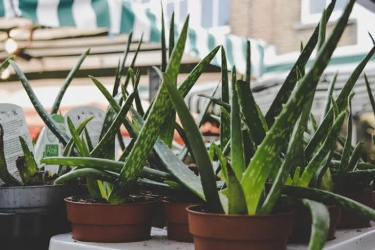 Mystical cure-all aloe vera gel