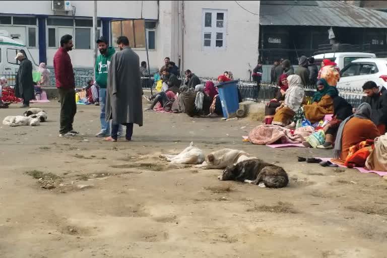 Stray Dogs in Anantnag Hospital