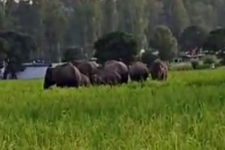 Movement of elephants in the Sirmaur