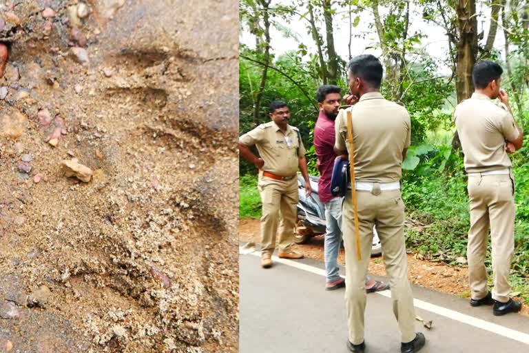 Ulikkal kannur  Tiger in Ulikkal kannur  Tiger in Ulikkal  Tiger presence at Ulikkal kannur  Tiger presence at Ulikkal  ഉളിക്കലിൽ ഇറങ്ങിയത് കടുവ  മാട്ടറ പീടികക്കുന്ന് പുഴ  മൂസാൻ പീടിക  വനംവകുപ്പ്  ഇരിട്ടി ഡിവൈഎസ്‌പി