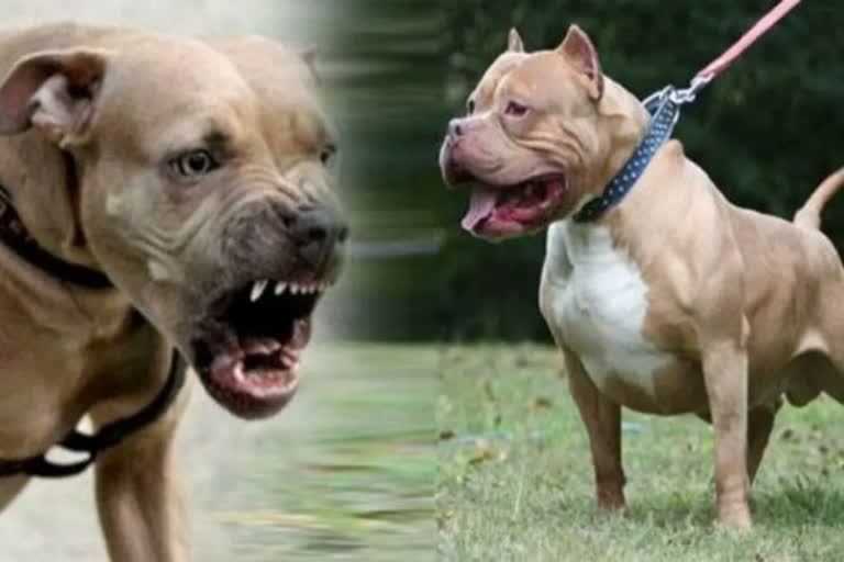 Haridwar  boy plays on the garden  Pitbull dog  dog  Neighbor  hospitalized with serious injuries  വീട്ടുമുറ്റത്ത്  കളിച്ചുകൊണ്ടിരുന്ന കുട്ടി  അയല്‍വാസി  പിറ്റ്‌ബുള്‍  ആക്രമിച്ചു  ആശുപത്രി  ഗുരുതരപരുക്കുകളോടെ  ഹരിദ്വാര്‍  ഉത്തരാഖണ്ഡ്  വളര്‍ത്തുനായ  നായ  ജ്യോതിർ