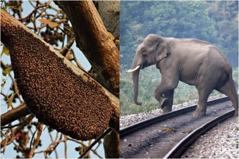 Bee fences to ward off elephants at Bandhavgarh Tiger Reserve