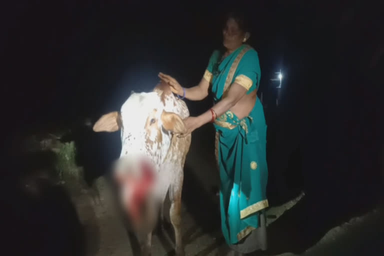 நாட்டு வெடிகுண்டு வெடித்து காளை மாடு படுகாயம்