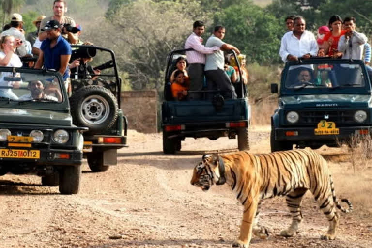 5th Tiger reserve agreed in principle by NTCA, will be developed in Dholpur and Karauli
