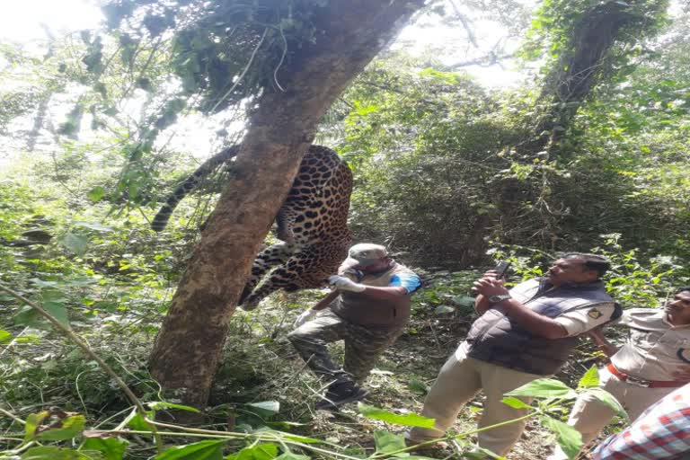 Leopard died after being felled by hunters