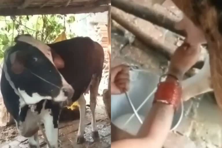 one-year-old-calf-giving-milk-in-gorakhpur