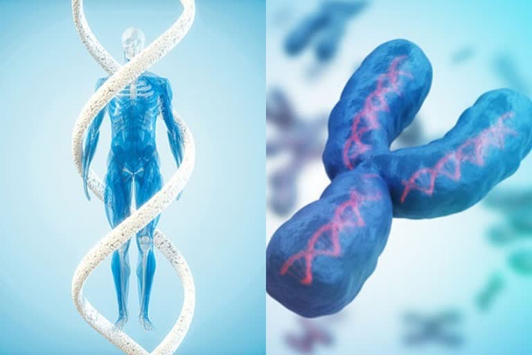 the male chromosome ends an alternative system