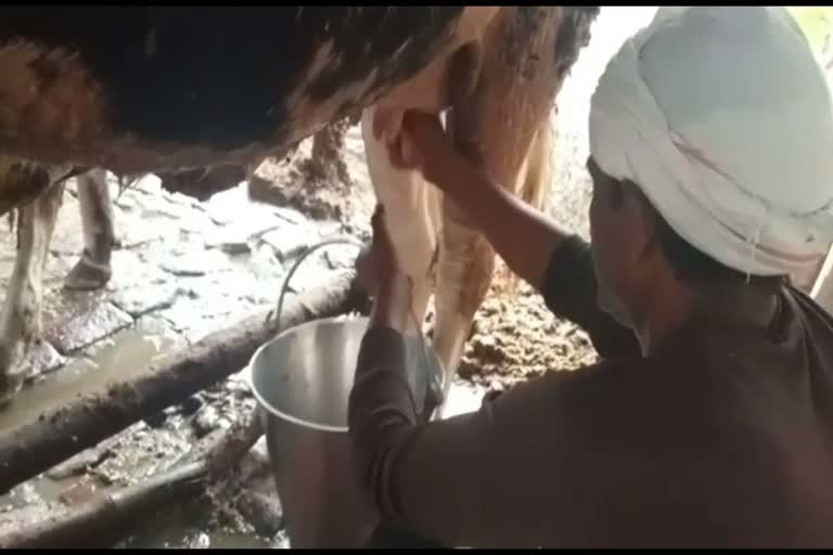 one year old calf giving milk in uttarpradesh