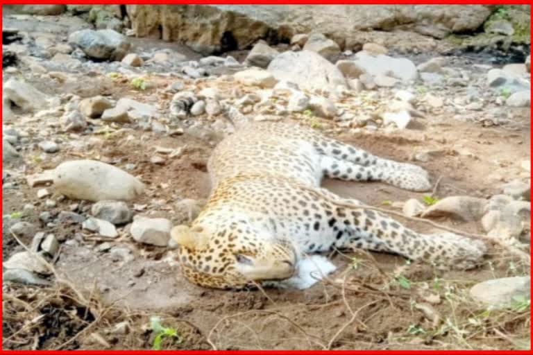 Leopard died