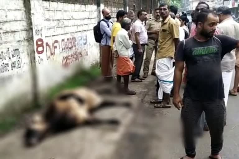 എറണാകുളം  accident five cows dead ernakulam  ambalamett  ernakulam latest news  dead bodies of five cow found  അമ്പലമേട്ടിൽ പശുക്കൾ റോഡരികിൽ ചത്ത നിലയിൽ  പശുക്കൾ റോഡരികിൽ ചത്ത നിലയിൽ  കൊച്ചി  kochi five cow dead  പശുക്കൾ ചത്ത നിലയിൽ  ടോറസ് ലോറി