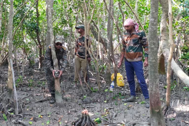 Tiger Census