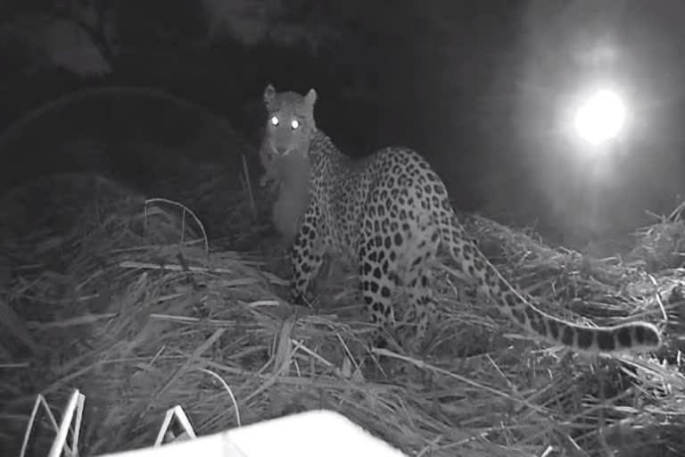 Cubs united with mother leopard, action caught on cam