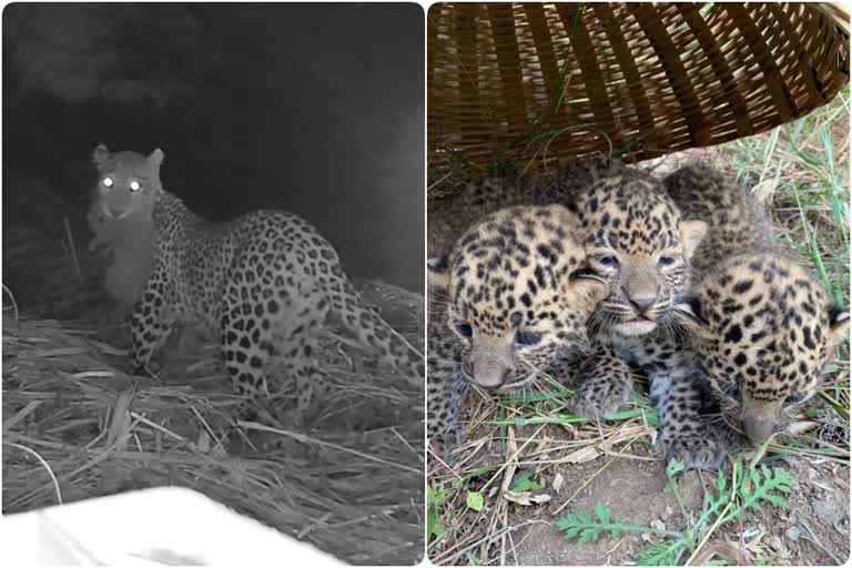 Leopard took all the three calves to a safe place